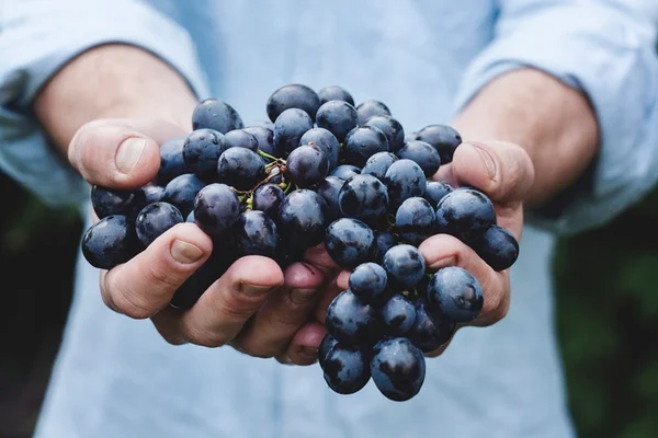 Vem aí: o suco de uva supersaudável criado por cientistas brasileiros