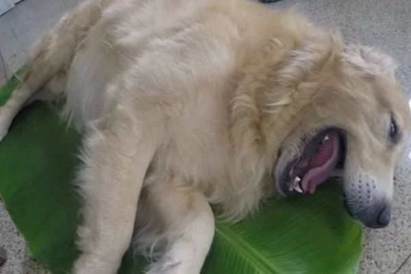 Iti malia! Cãozinho rouba a decoração de Natal e bomba na web