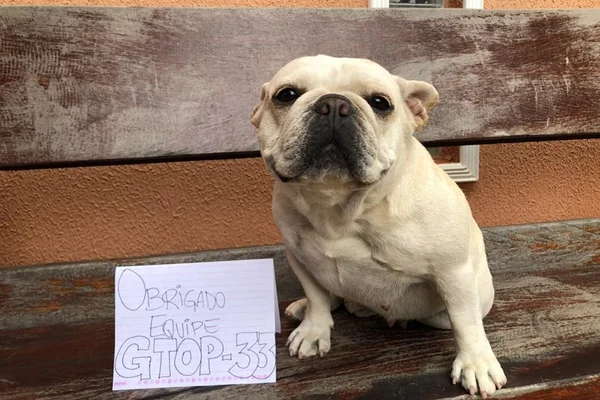 Buldogue francês furtado no Carnaval é recuperado pela polícia
