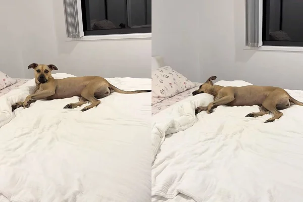 cadela que preferiu dormir