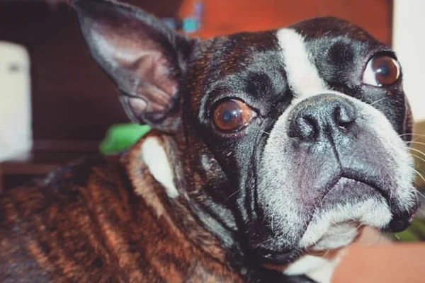 Vídeo: família acusa entregador de furtar cão em mochila térmica
