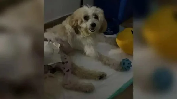 Cachorro pelado processa prefeitura. Imagem colorida