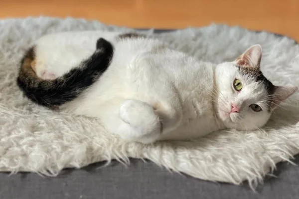 Imagem colorida de gato com duas pernas