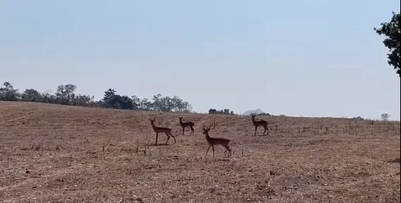 Vídeo. Grupo de veados-mateiros é flagrado em reserva ambiental de GO