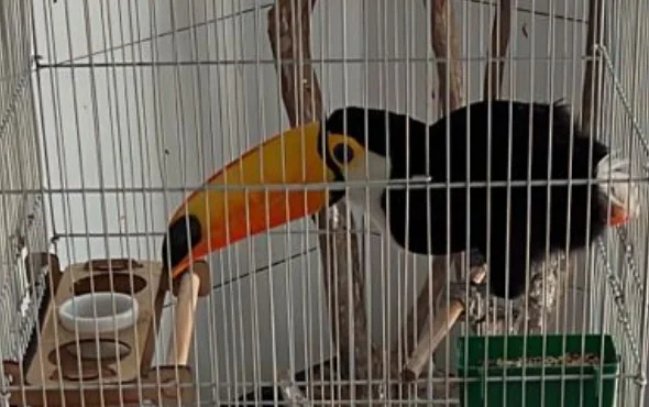 PF resgata tucano ferido mantido em cativeiro por traficante do DF