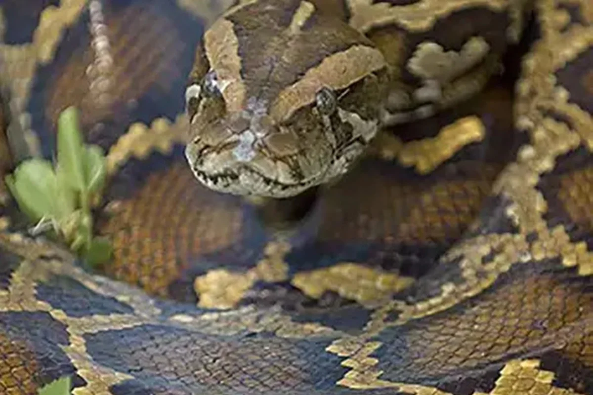Homem bêbado é morto e devorado por cobra píton de 7 metros na Indonésia - imagem 1 Homem bêbado é morto e devorado por cobra píton de 7 metros na Indonésia - imagem 1