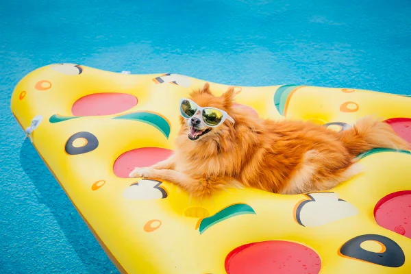 Foto colorida de um cachorro na piscina - Metrópoles