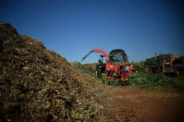 Lixo verde deve ser recolhido separadamente