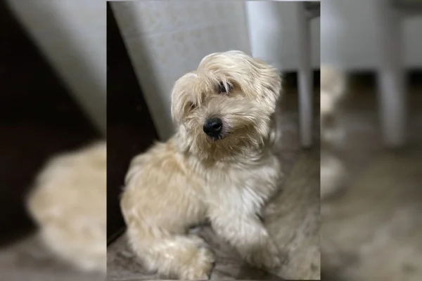 Família é chantageada após cachorro fugir de casa no DF