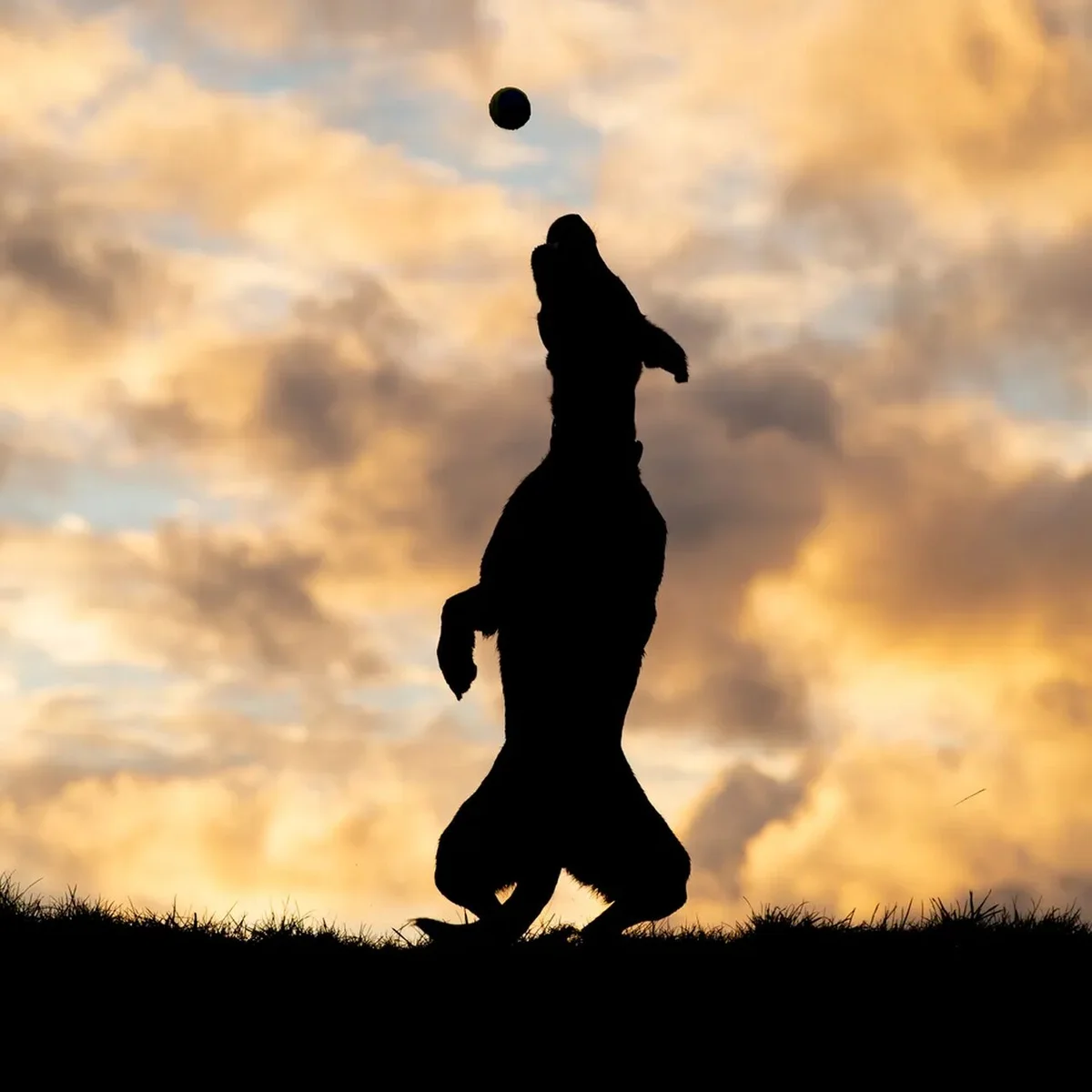 'Silhueta de jogo de bola', finalista do Comedy Pet Photo Awards — Foto: Christine Johnson/Comedy Pets 'Silhueta de jogo de bola', finalista do Comedy Pet Photo Awards — Foto: Christine Johnson/Comedy Pets