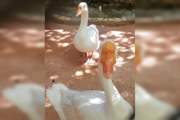 Imagem colorida mostra dois gansos