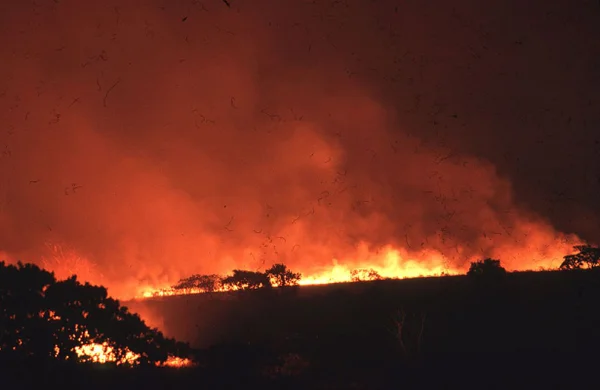 Imagem colorida de fogo em vegetação de Minas Gerais - Metrópoles
