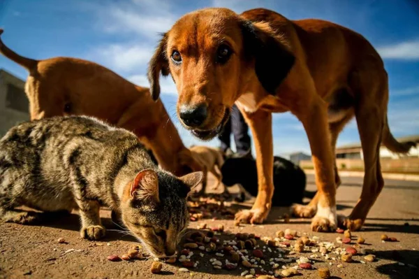 Imagem colorida de animais abandonados na rua - Metrópoles