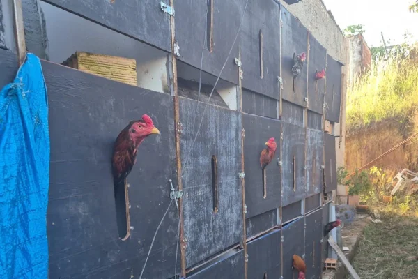 Ringue de briga de galo com 80 aves para apostas é desarticulado no DF