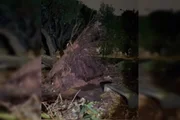 Árvore arrancada pela raiz