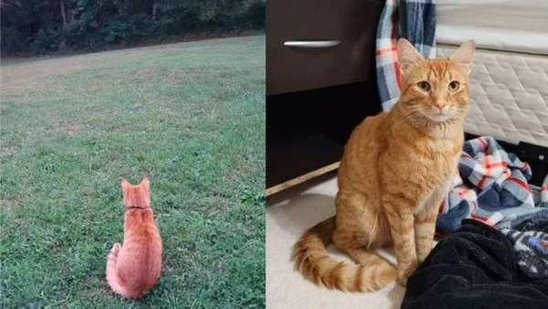 Gato caminha cerca de 64 km para reencontrar família perdida durante mudança