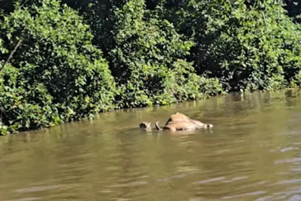 Imagem colorida de onça-pintada no Pantanal com um boi sendo asrrastado pelo