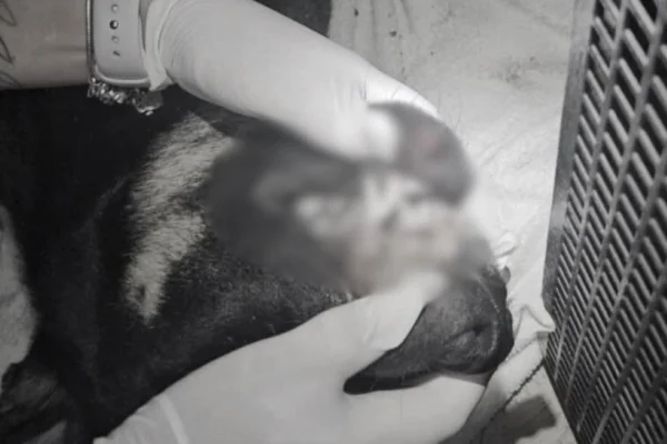 Imagem colorida mostra cão encontrado morto após supostos maus-tratos de adolescentes - Metrópoles