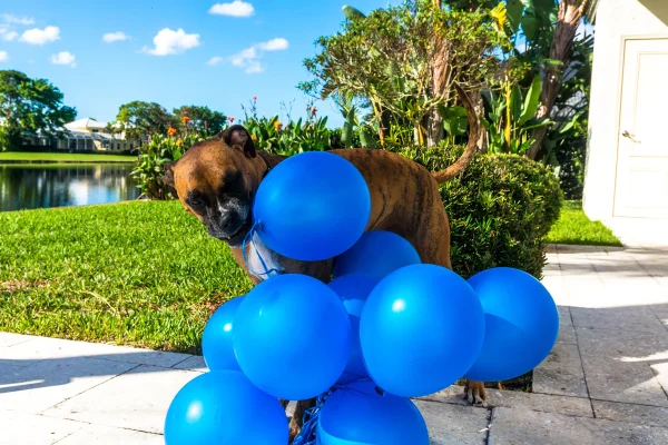 novembro azul para pets