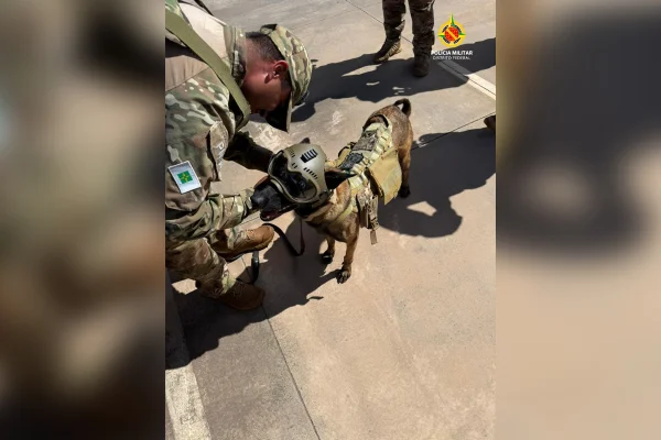 Conheça Blaster, cão que chamou atenção em ação antibomba na Esplanada