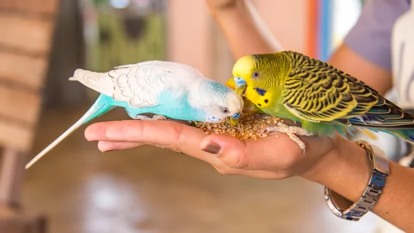 pássaro comendo