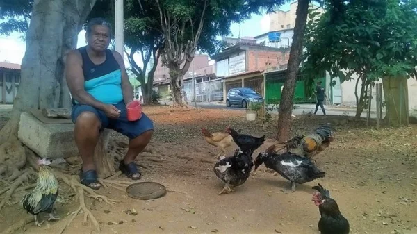 Com saudade da roça, aposentado cria galinhas em praça de Samambaia