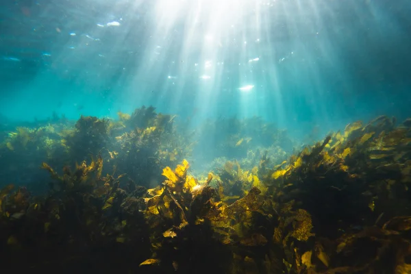 Imagem colorida mostra alga marinha - Metrópoles