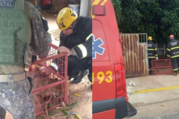 Foto colorida de onça-parda encontrada em MT - Metrópoles