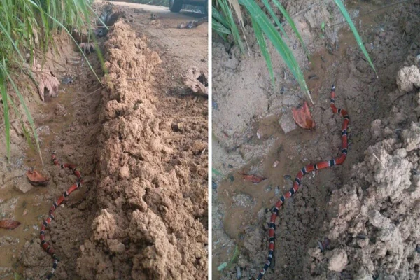 Imagens colorida da cobra na mata - Metrópoles
