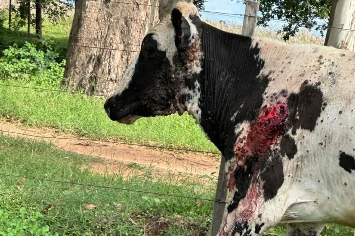 Sitiante de Regente Feijó, no interior de São Paulo, foi multado pela Polícia Militar Ambiental por maus-tratos a um boi Sitiante de Regente Feijó, no interior de São Paulo, foi multado pela Polícia Militar Ambiental por maus-tratos a um boi