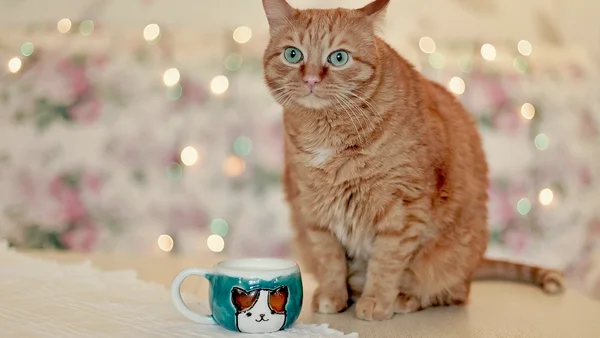 Gato tomando chá