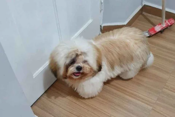 Fubá, cachorro levado em assalto, é encontrado