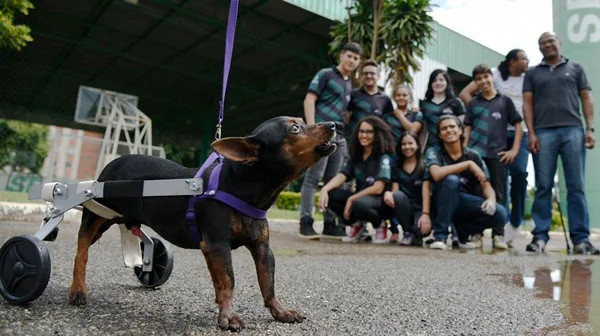 Estudantes do DF constroem próteses gratuitas para animais