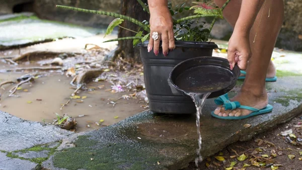 mosquito aedes aegypti balde com água