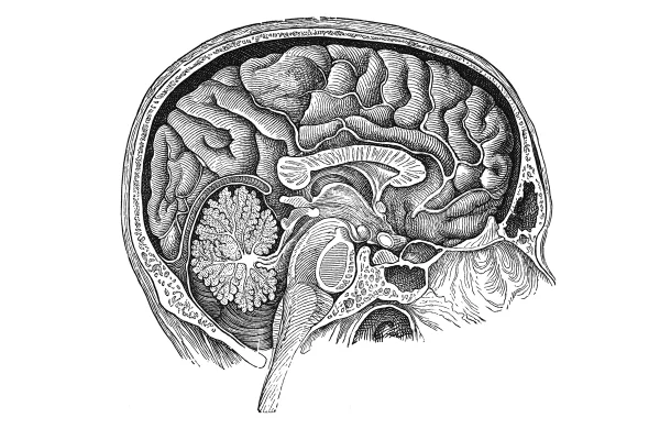 Ilustração antiga mostra anatomia do cérebro - Metrópoles