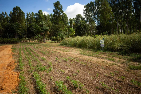 AgroBrasília 2024