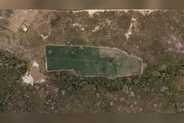 Cultivo ilegal: PF encontra “floresta” com 40 mil pés de maconha