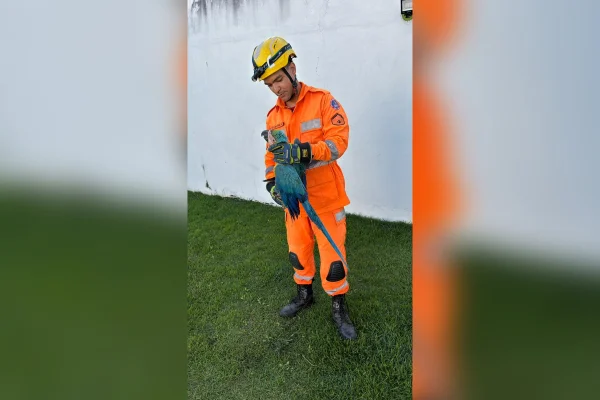 Arara é resgatada de cerca elétrica em Minas