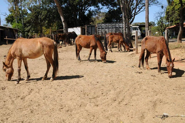 Animais de grande porte resgatados das vias do DF
