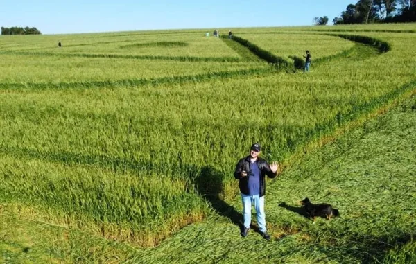 Desenhos misteriosos em plantação serão mantidos por 10 dias, diz dono