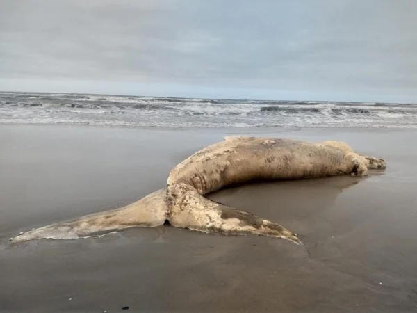 Baleia foi encontrada na sexta-feira (1º) encalhada em uma praia de Jaguaruna