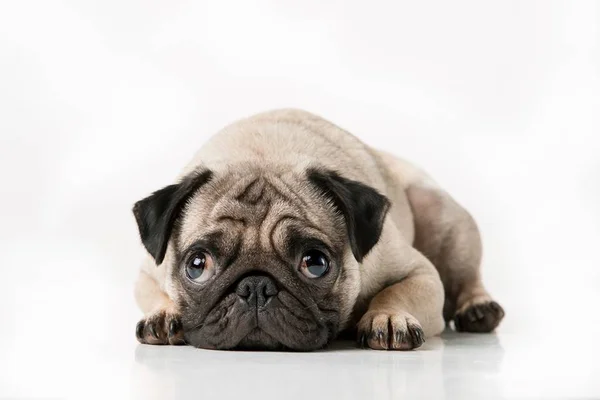 Imagem da ressonância de um pug viraliza nas redes sociais