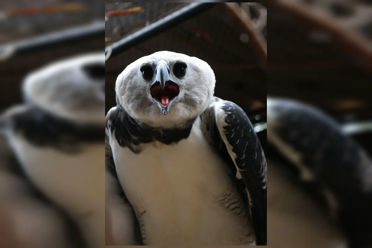 A harpia é uma das maiores e mais imponentes aves de rapina do mundo A harpia é uma das maiores e mais imponentes aves de rapina do mundo