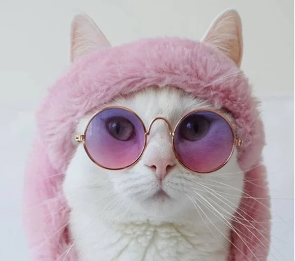 Zappa: a gatinha que conquistou o Instagram por meio dos seus looks