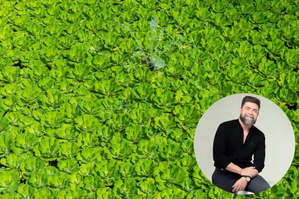 Descubra a planta aquática comestível que é rica em proteínas