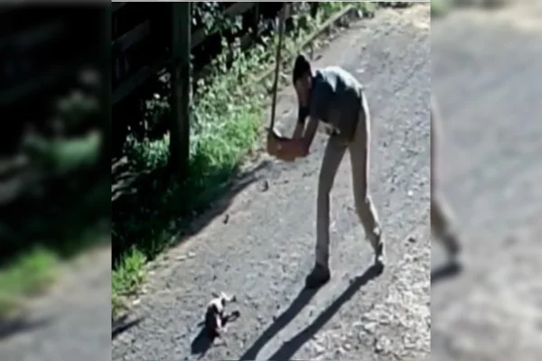 Jovem mata cãozinho a pauladas e acaba preso em Minas