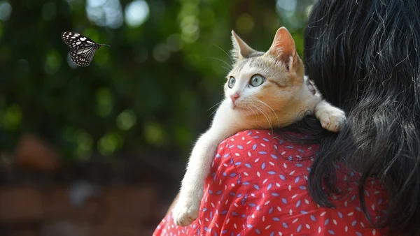 Presente de grego! Por que gatos entregam insetos e coisas aleatórias?
