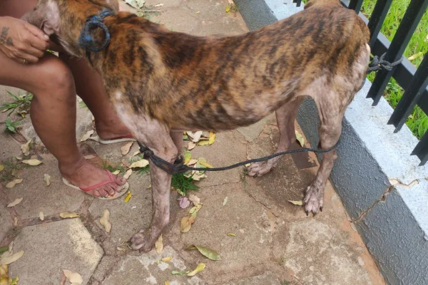 Cão com sinais de maus-tratos foi encontrado amarrado em uma casa de Tarabai (SP) - Metrópoles