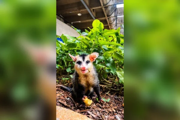 Saruê na UnB. O animal come uma maçã. Metrópoles