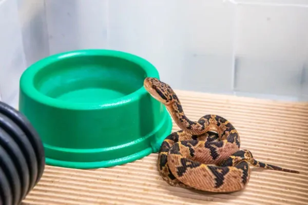 Serpente ameaçada da Mata Atlântica dá à luz 6 filhotes no Butantan